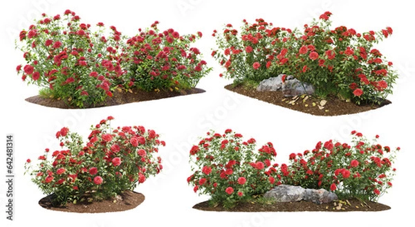 Fototapeta Cutout flowering bush isolated on transparent background. Red rose shrub for landscaping or garden design