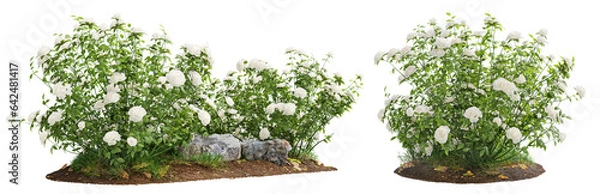 Fototapeta Cutout flowering bush isolated on transparent background. White rose shrub for landscaping or garden design.	
