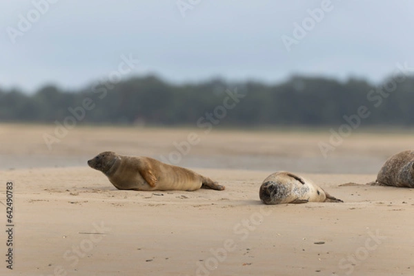 Fototapeta Common seal Phoca vitulina resting on a sandy beach at low tide