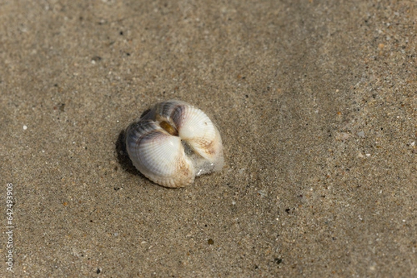 Fototapeta Shellfish on a beach in NOrmandy