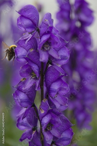 Obraz Aconitum napellus