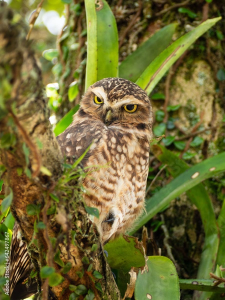 Obraz I'm watching you