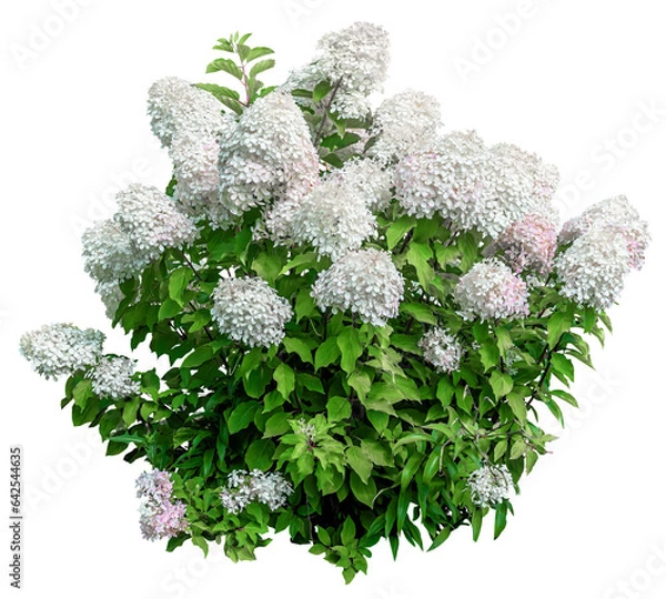 Fototapeta Cut out hydrangea. White flowers isolated on transparent background. Bush for garden design or landscaping