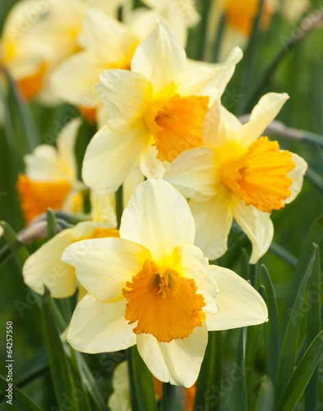 Obraz Yellow daffodils