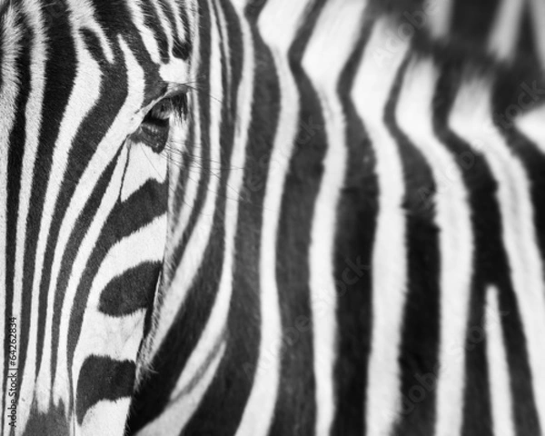 Fototapeta Zebra background