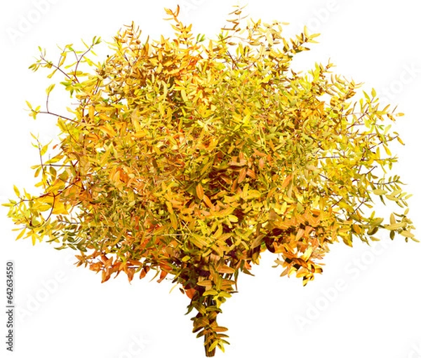 Fototapeta Bush isolated on transparent background. Branch and foliage in autumn	