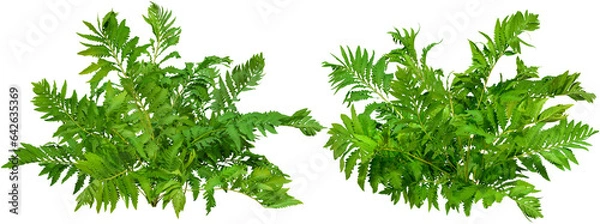 Fototapeta 	
Green plant. Cut out fern foliage. Bush in summer isolated on transparent background. Leaves of green hedge plant