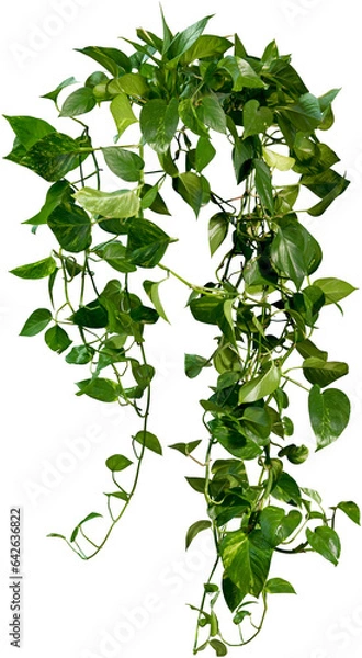 Fototapeta Cutout ivy with lush green foliage. Climbing plant in summer isolated on transparent background. High quality mask for professional composition
