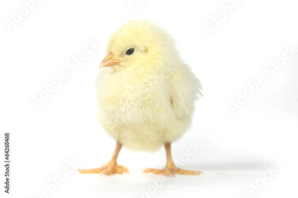 Fototapeta Adorable Baby Chick Chicken on White Background