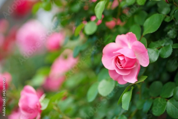 Fototapeta バラの花　初夏のイメージ