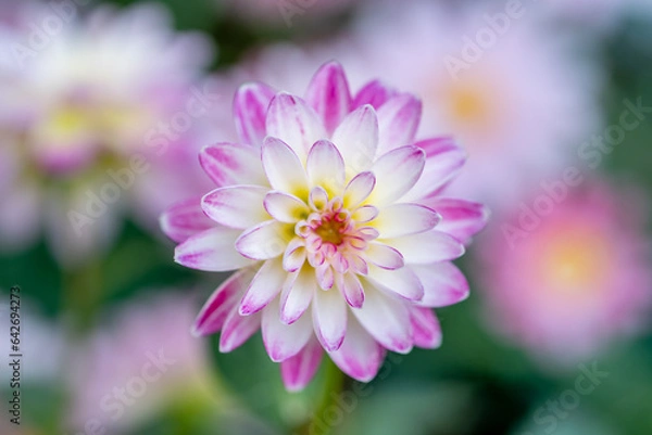 Fototapeta ダリアの花