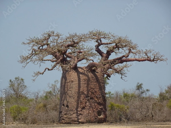 Fototapeta [Madagascar] Large baobab tree Fony with lots of leaves in morombe