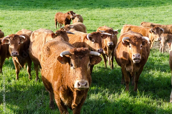 Fototapeta Vache troupeau