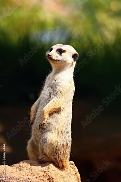 Obraz Meerkat