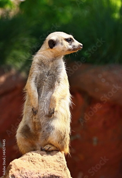 Obraz Meerkat