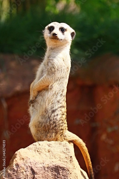 Obraz Meerkat
