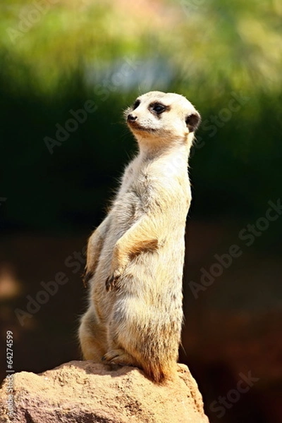Obraz Meerkat