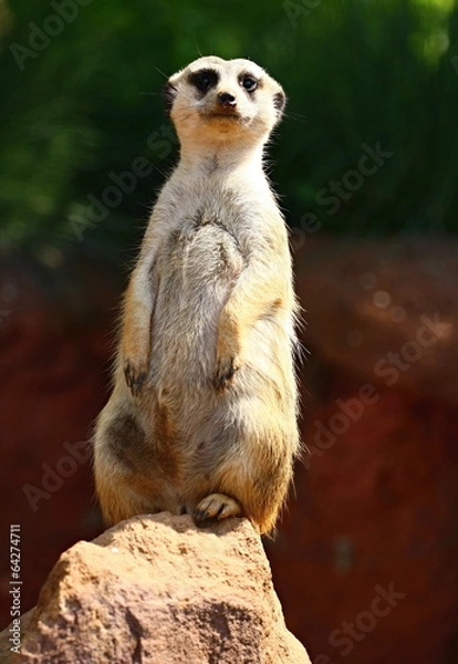 Obraz Meerkat