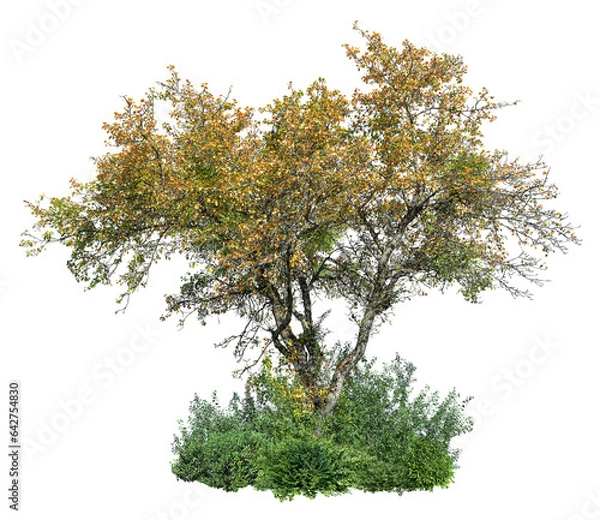 Fototapeta Cut out tree isolated on transparent background. Cutout deciduous tree in summer. Wild shrub. High quality clipping mask for professional composition