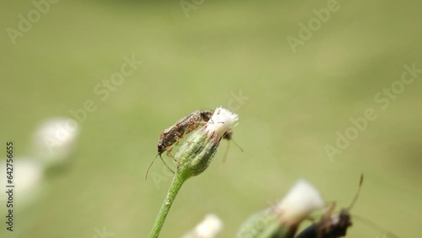 Obraz Insect life in nature