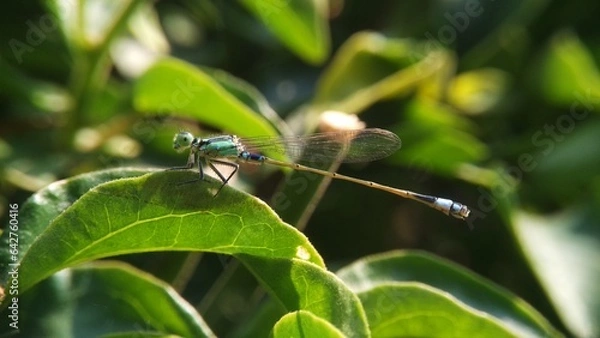 Obraz Needles dragonfly are doing mating in nature