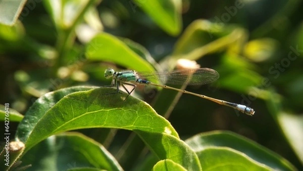 Obraz Needles dragonfly are doing mating in nature
