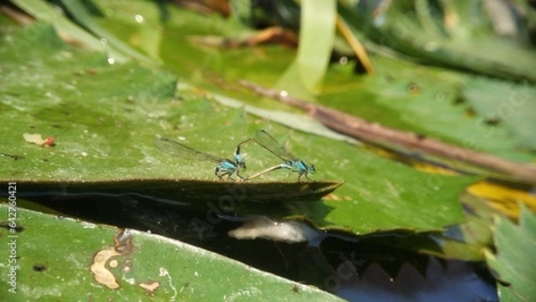 Obraz Needles dragonfly are doing mating in nature