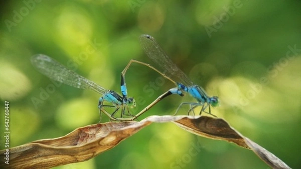 Obraz Needles dragonfly are doing mating in nature