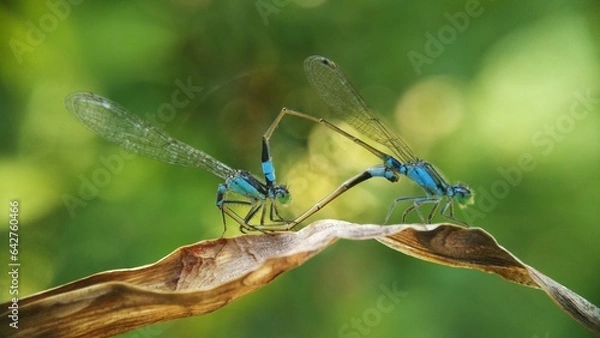 Obraz Needles dragonfly are doing mating in nature
