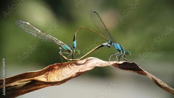 Obraz Needles dragonfly are doing mating in nature
