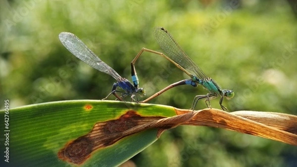 Obraz Needles dragonfly are doing mating in nature