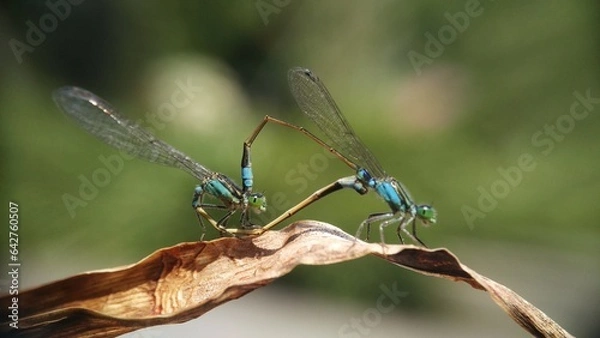 Obraz Needles dragonfly are doing mating in nature