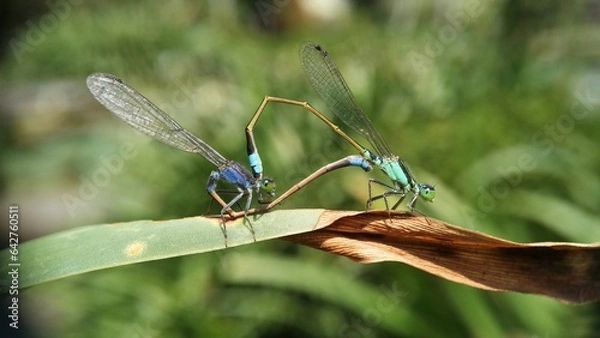 Obraz Needles dragonfly are doing mating in nature