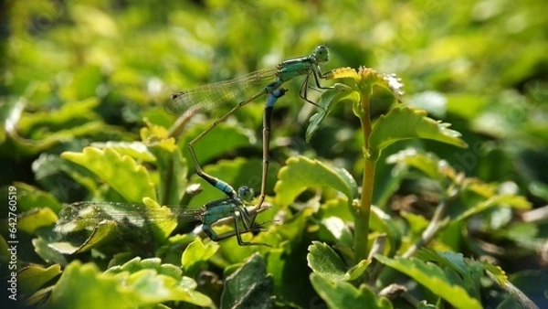 Obraz Needles dragonfly are doing mating in nature