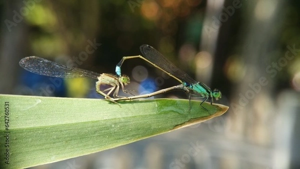 Obraz Needles dragonfly are doing mating in nature