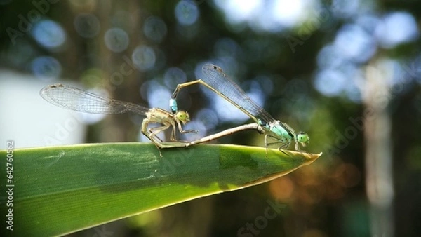 Obraz Needles dragonfly are doing mating in nature