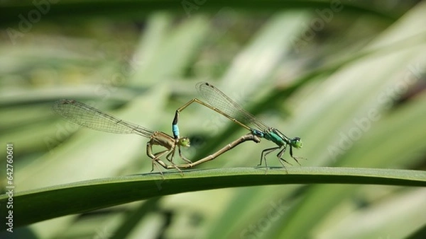 Obraz Needles dragonfly are doing mating in nature