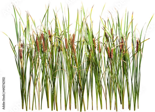 Fototapeta Cattail and reed plant isolated on transparent background	
