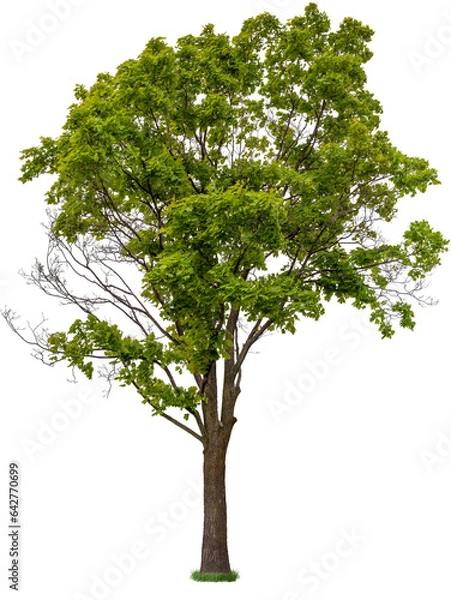 Fototapeta Tree isolated on transparent background. Green foliage