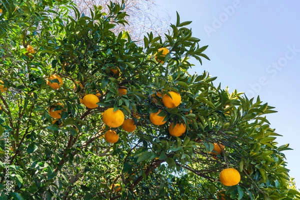 Obraz みかんの木