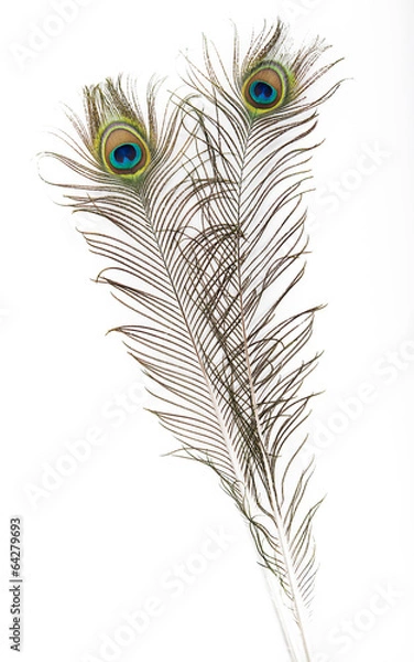 Obraz plumas de pavo