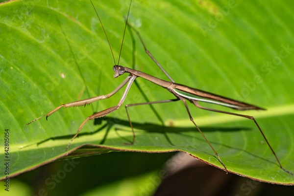 Fototapeta Large brown praying mantis