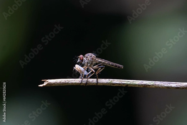 Obraz a robber fly as it eats the insect