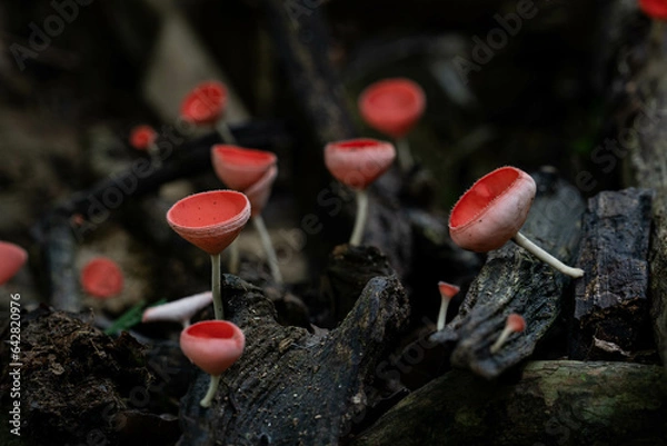 Obraz Red cup fungus mushroom in rainforest