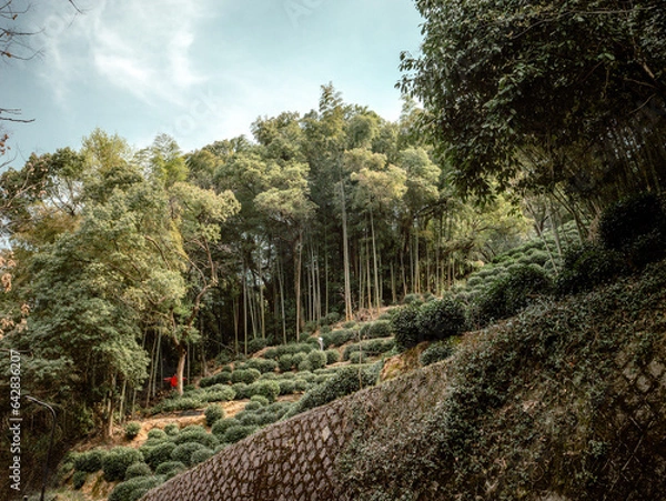 Obraz path in the park