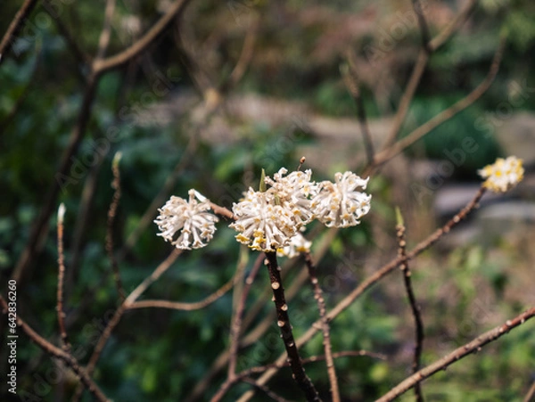 Obraz flowers in the forest