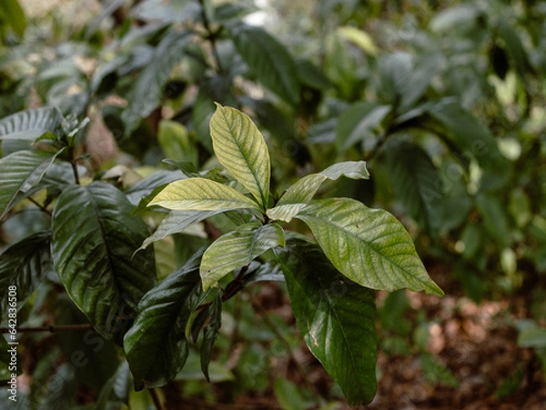 Obraz leaves in the garden