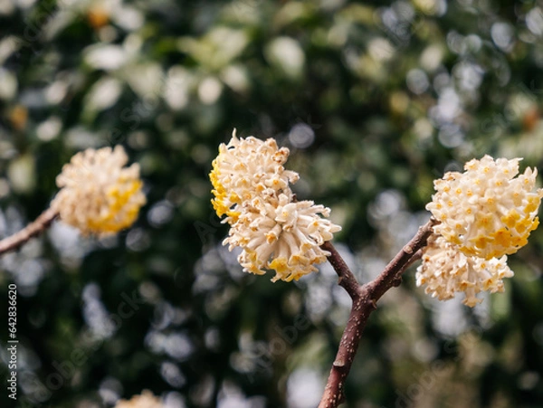 Obraz blossom in spring