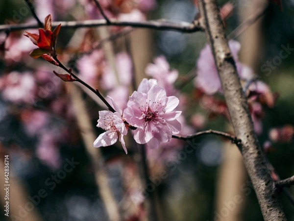 Obraz pink cherry blossoms
