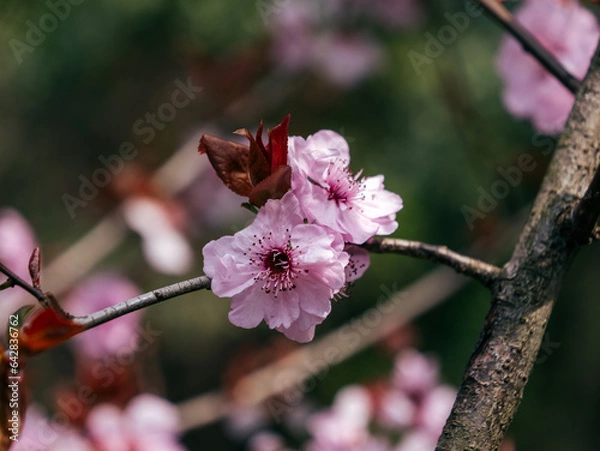 Obraz pink blossom